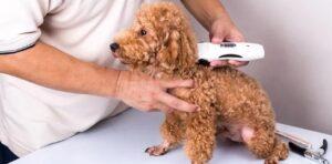 Can You Use Human Clippers On Dogs