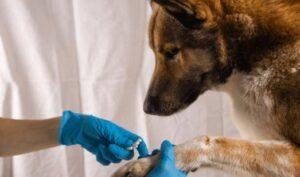 Can You Use Mupirocin On Dogs