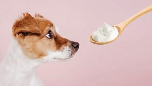 Can Dogs Eat Greek Yogurt