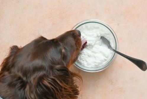 Can Dogs Have Cottage Cheese