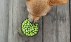 Can Dogs Have Edamame