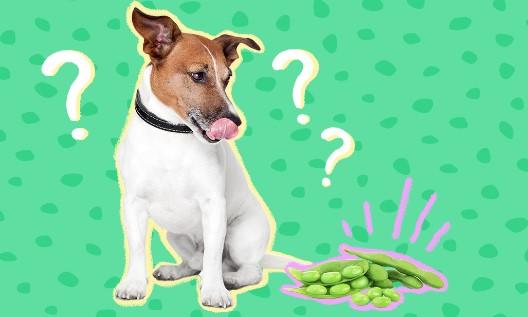 Can Dogs Have Edamame