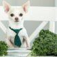 Can Dogs Have Kale