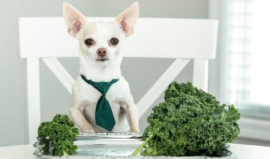 Can Dogs Have Kale