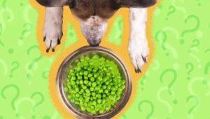 Can Dogs Have Snap Peas