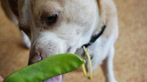Can Dogs Have Snap Peas