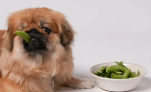 Can Dogs Have Snap Peas