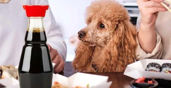 Can Dogs Have Soy Sauce