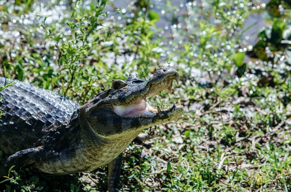 Alligator vs Crocodile Snout