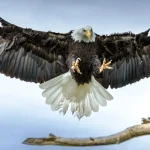 world's largest eagle