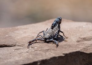 There Are Thousands of Scorpion Species Around the World